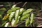 光果翼核木-葉07.jpg