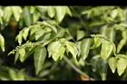 光果翼核木-葉08.jpg