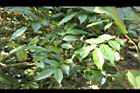 光果翼核木-葉14.JPG