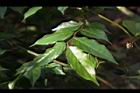 光果翼核木-葉15.JPG