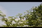 光果翼核木07.jpg