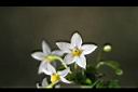 光果龍葵-花13.jpg
