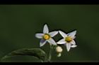 光果龍葵-花01.JPG