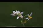 光果龍葵-花06.JPG