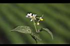 光果龍葵-花08.JPG