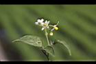 光果龍葵-花09.JPG