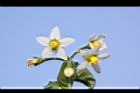 光果龍葵-花15.JPG