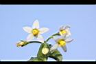 光果龍葵-花16.JPG