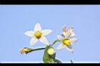 光果龍葵-花17.JPG