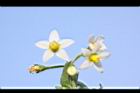 光果龍葵-花18.JPG