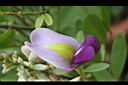 光葉魚藤-花15.JPG