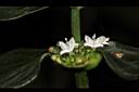 光葉鴨舌黃舅-花00.JPG