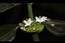 光葉鴨舌黃舅-花03.JPG