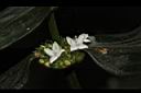 光葉鴨舌黃舅-花04.JPG