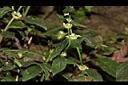 光葉鴨舌黃舅-花序00.JPG