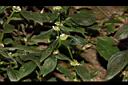 光葉鴨舌黃舅-花序01.JPG