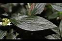 光葉鴨舌黃舅-葉正00.JPG