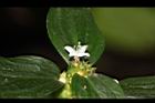 光葉鴨舌黃舅-花12.JPG