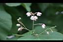 克蘭樹-花00.jpg