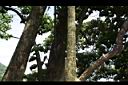 克蘭樹-莖07.JPG