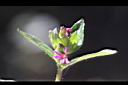 克非亞草-花00.jpg