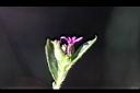 克非亞草-花07.jpg