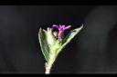 克非亞草-花08.jpg