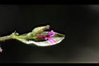 克非亞草-花10.jpg