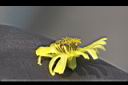 兔兒菜-管狀花0.jpg
