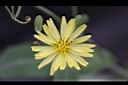 兔兒菜-花03.jpg