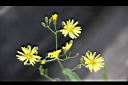 兔兒菜-花序01.jpg