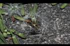 兔兒菜-實13.JPG