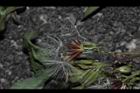 兔兒菜-種子00.JPG
