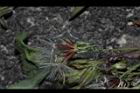 兔兒菜-種子01.JPG