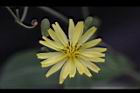 兔兒菜-花03.jpg