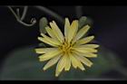 兔兒菜-花04.jpg
