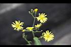 兔兒菜-花序00.jpg