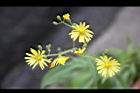 兔兒菜-花序02.jpg