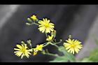 兔兒菜-花序04.jpg
