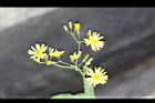 兔兒菜-花序08.jpg
