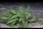 兔兒菜08.jpg