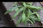 兔兒菜09.jpg