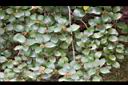 內苳子-雄花序0.jpg