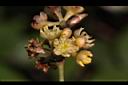 內苳子-雌花00.jpg