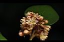 內苳子-雌花01.jpg