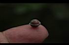 內苳子-種子03.JPG