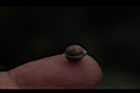 內苳子-種子05.JPG