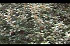 內苳子-花序01.jpg