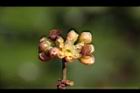 內苳子-雄花04.jpg