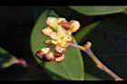 內苳子-雄花05.jpg